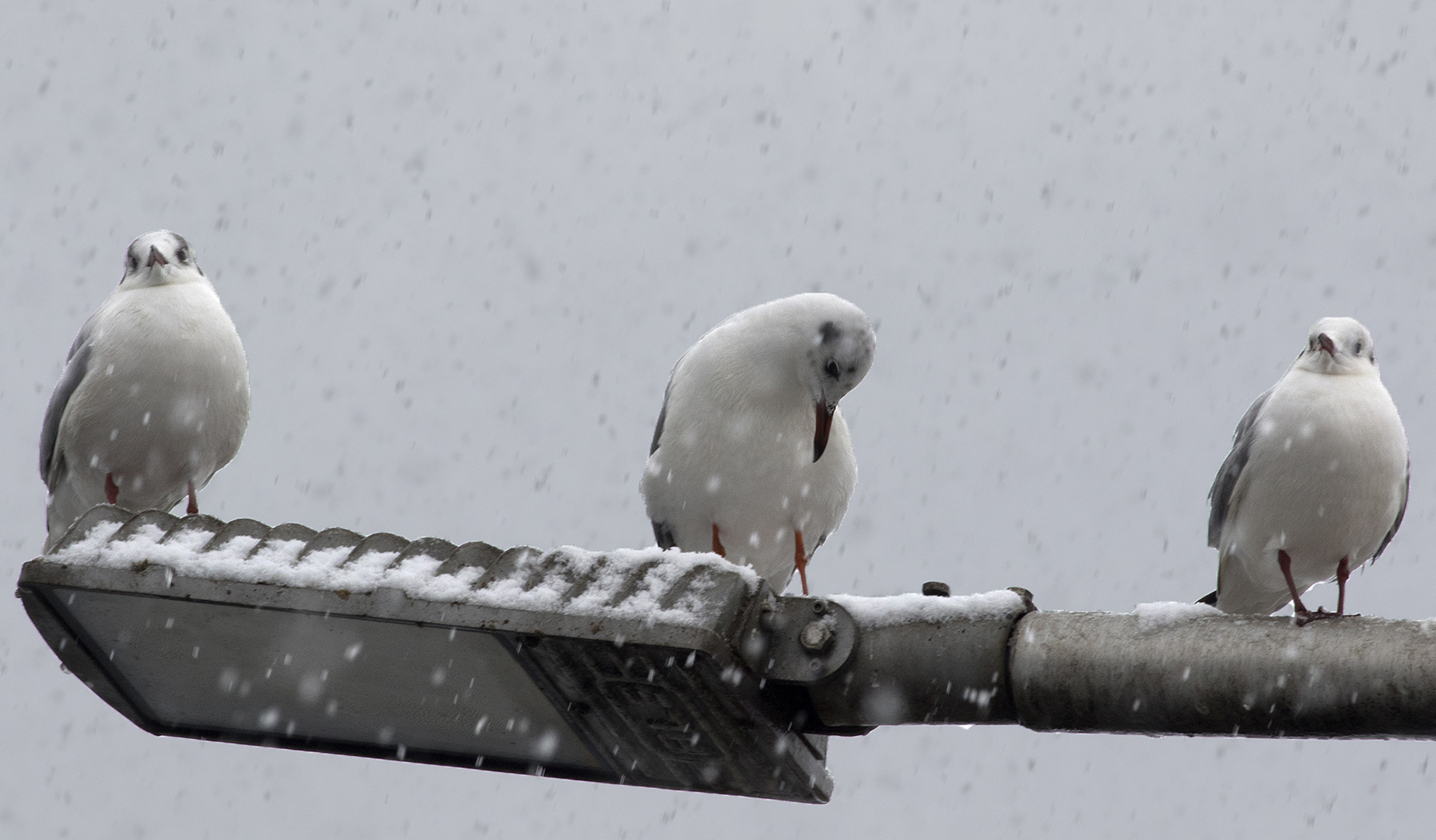 Black-headed Gull